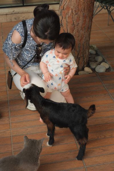 まちなかで猫やヤギとふれあえる