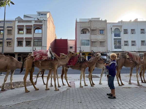 ラクダの行列にも遭遇